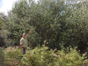 Olive Tree Pollination Chart