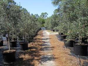 Types Of Olive Trees In Florida