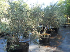 Olive Tree Pollination Chart